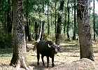 Büffel im Naturschutzgebiet auf der Sinop-Halbinsel : Bäume